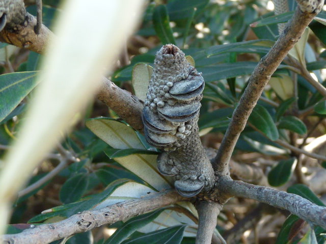 Native Tree